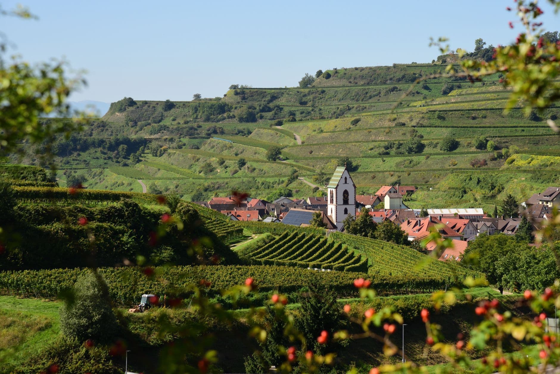 Kaiserstuhl Wine Travel Guide (Baden, Germany)