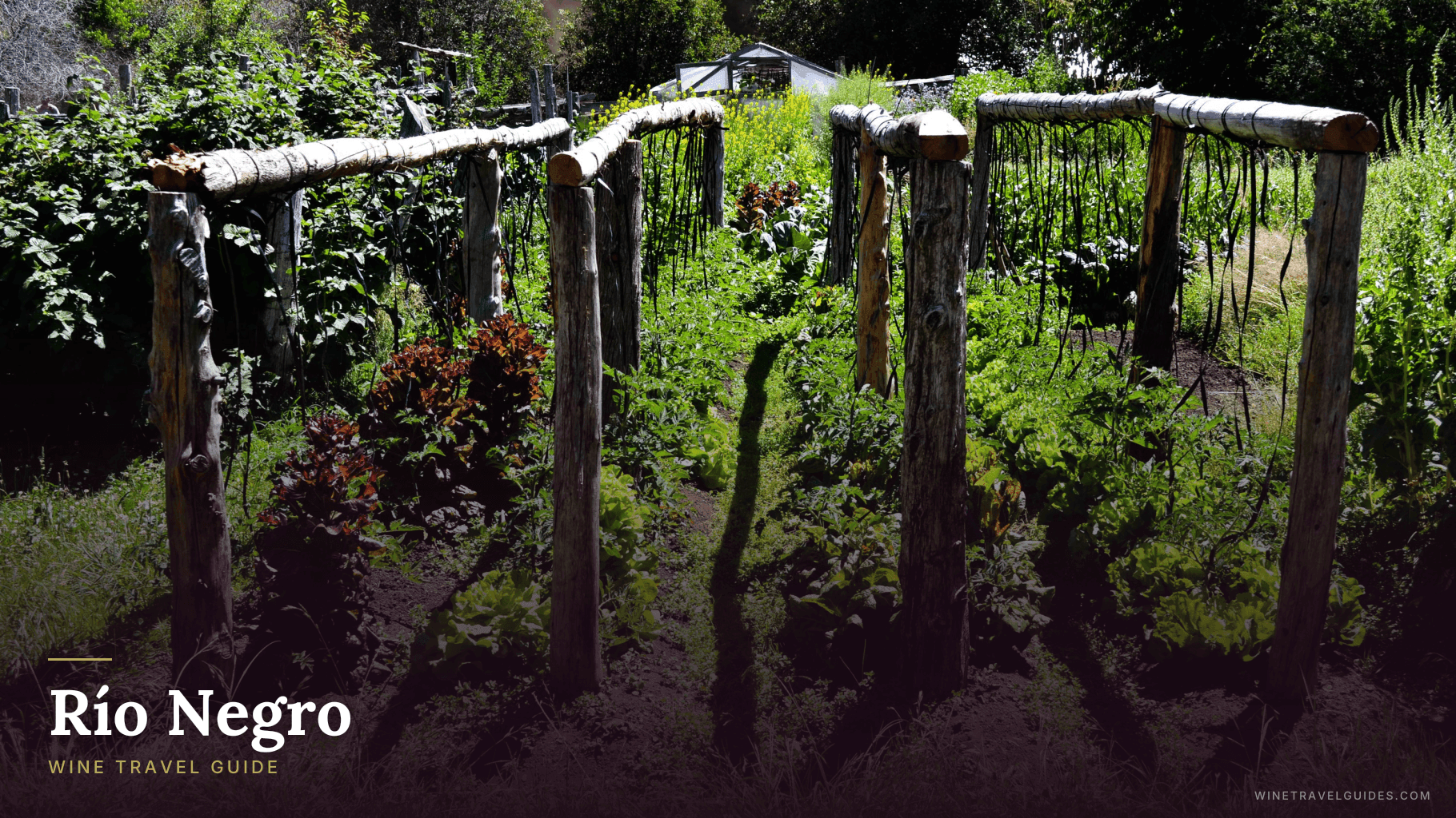 Río Negro Wine Travel Guide (Patagonia, Argentina)