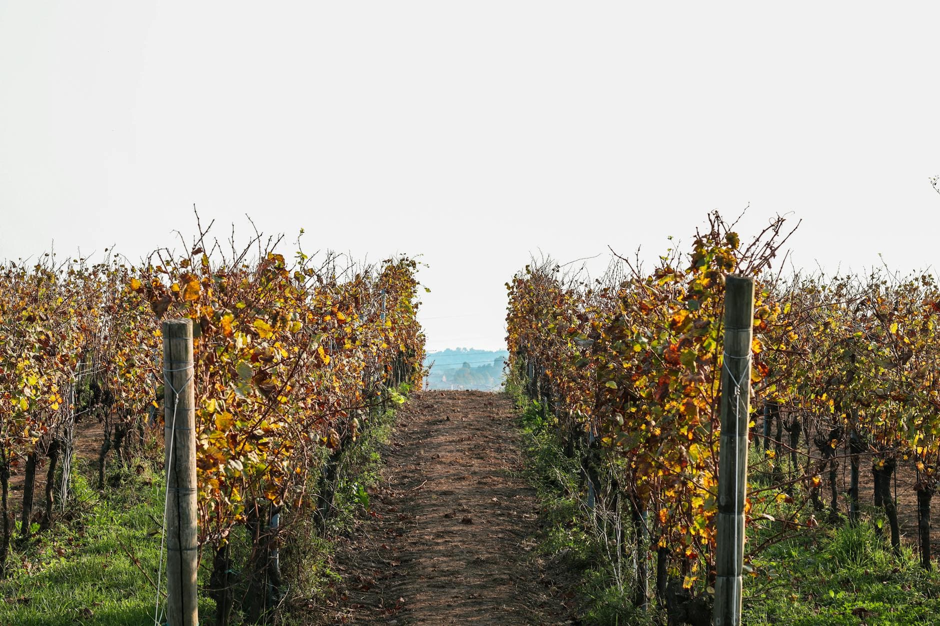 Douro Valley vs Alentejo: Which Portuguese Wine Region Should You Visit?