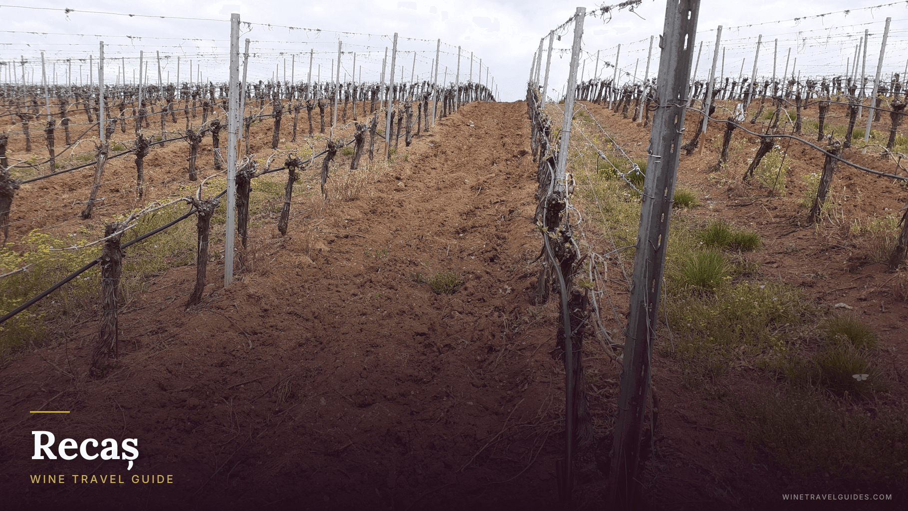 Recaș Wine Travel Guide (Banat, Romania)