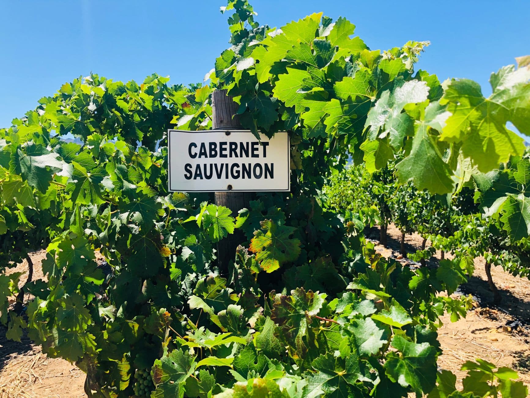 Cape Winelands (Paarl/Wellington)