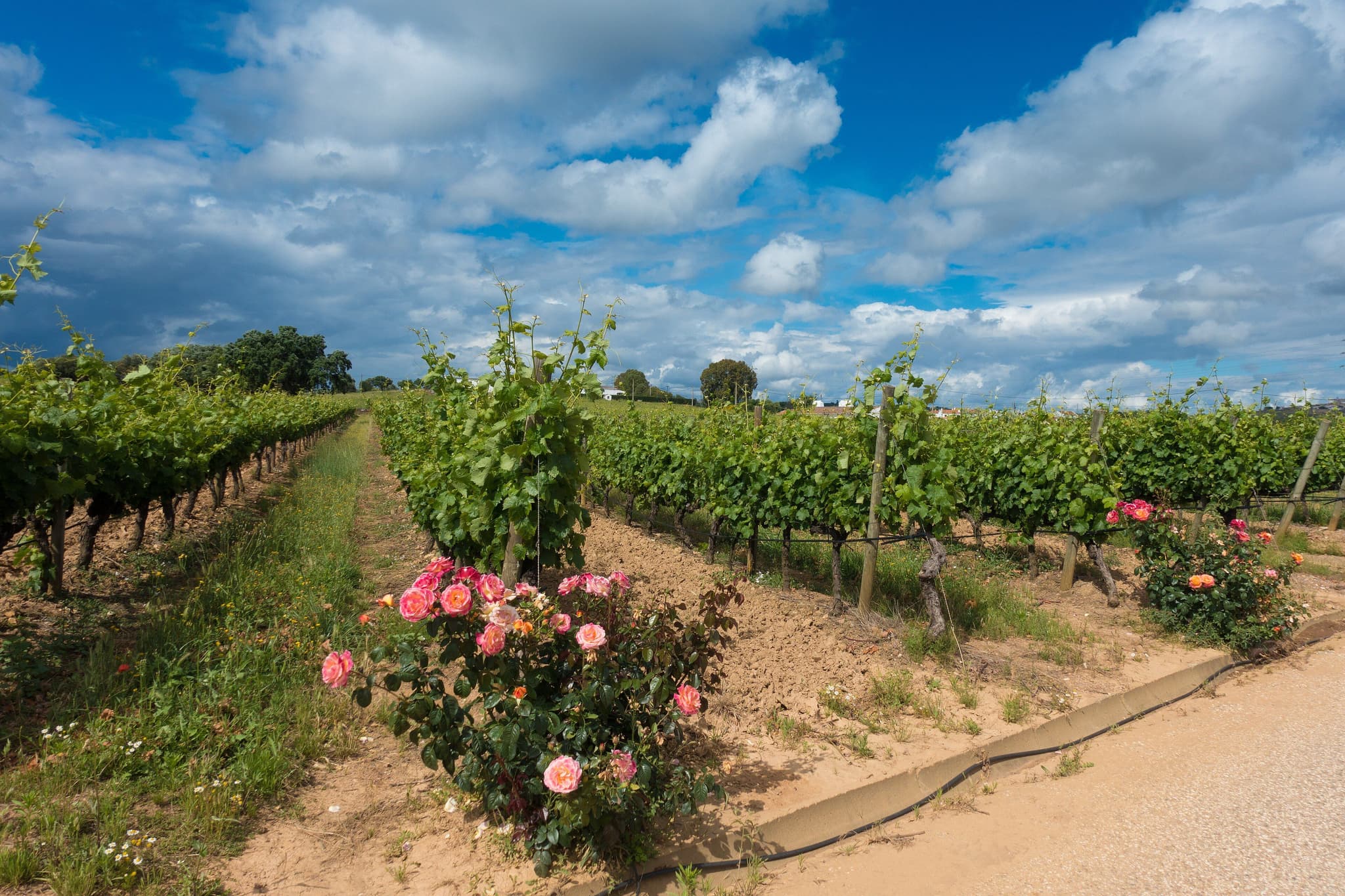 Évora Wine Travel Guide (Alentejo, Portugal)