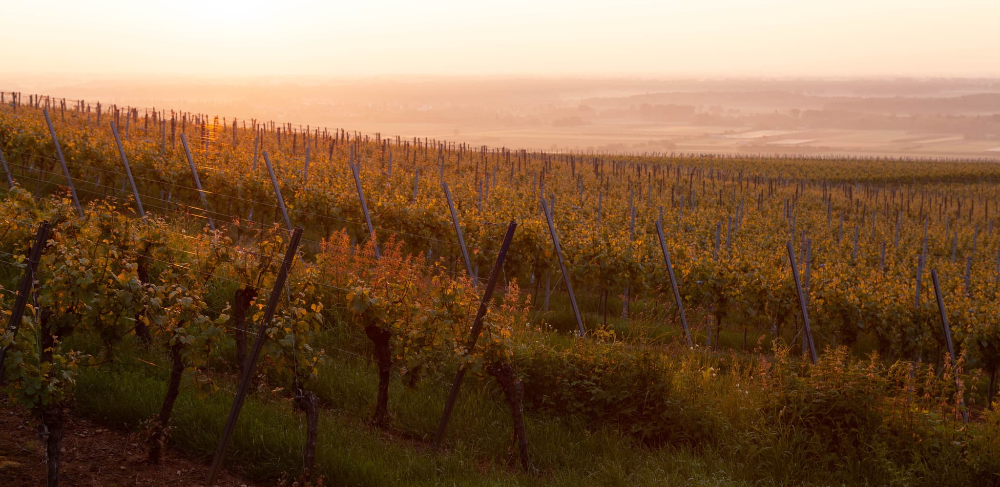 Golden sunset casting warm hues over expansive vineyards in Colmar, France.